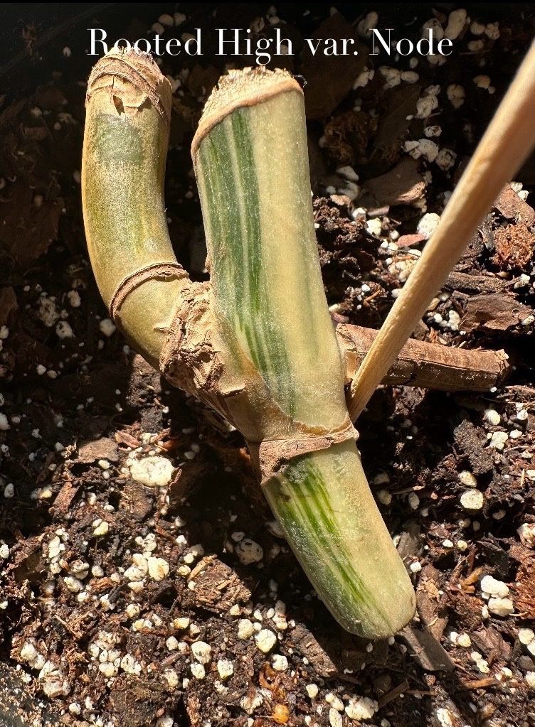 Monstera Albo Nodes