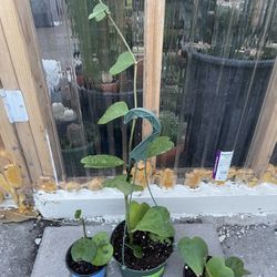 Hoya Kerrii Plants Different Prices 