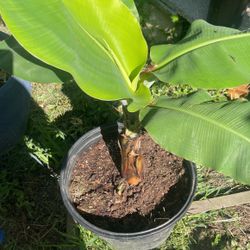 Musa  Basjoo Hardy Banana Plant 