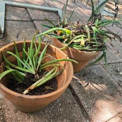 Free Aloe Pups