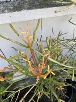 Fire stick Plant