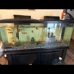 50 Gallon Fish Tank With 2 Brand New Filter Pumps And Decor