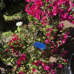 Plants For Sale 