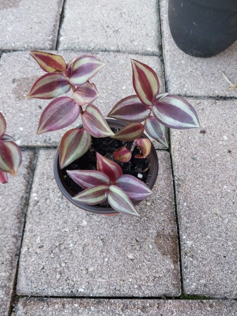 Wandering Jew Potted Plant 