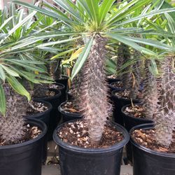 Madagascar palms