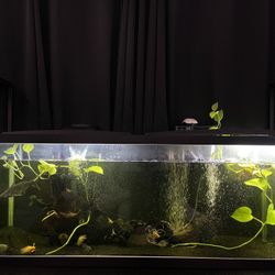 Fish Tank 