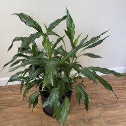Green House Plant 