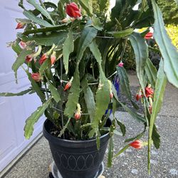 Orchid Cactus Plant 