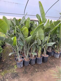 Gian bird of paradise 5 gallons