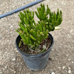 Succulents