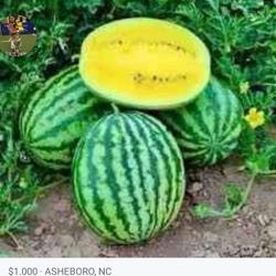 BUSCO Este tipo de Sandía 
