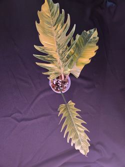 Philodendron Caramel Marble from Thailand