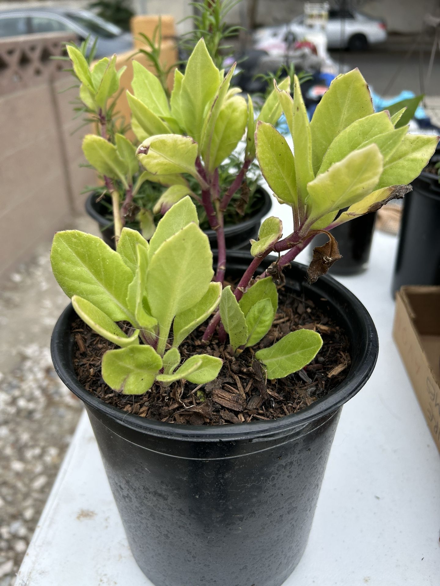 Insulin Insulina Plant 🪴