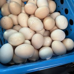 Eggs