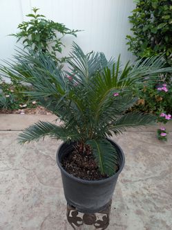 Sago Palm in Black Nursery Pot