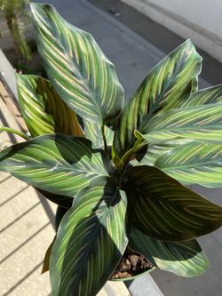 Calathea beauty star plant