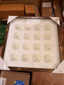 Sand dollar boxed framed