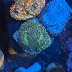 Dark Green Chalice Display Decor