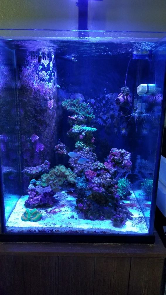 74 gallon Tower Aquarium. Everything included! for Sale in Miami, FL