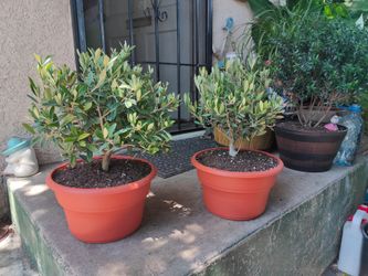 Dwarf Olive Bonsai Tree