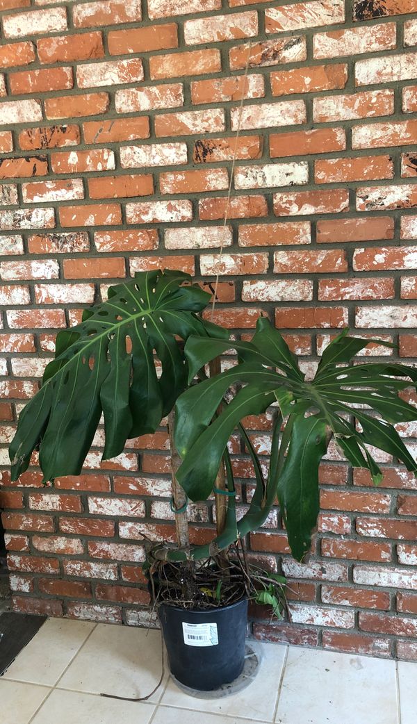 GIANT Monstera Deliciosa/ rare house plant for Sale in Anaheim, CA
