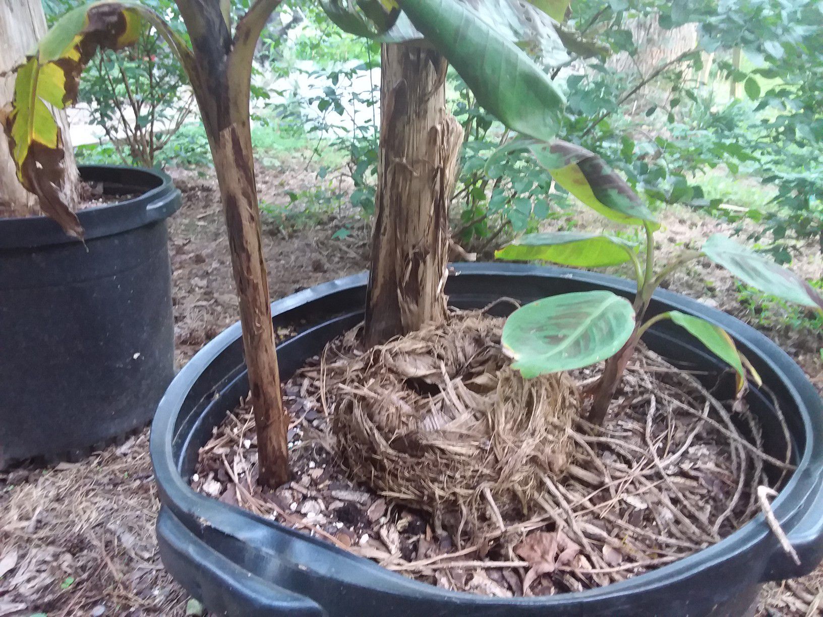 Banana plants potted - from Brazil