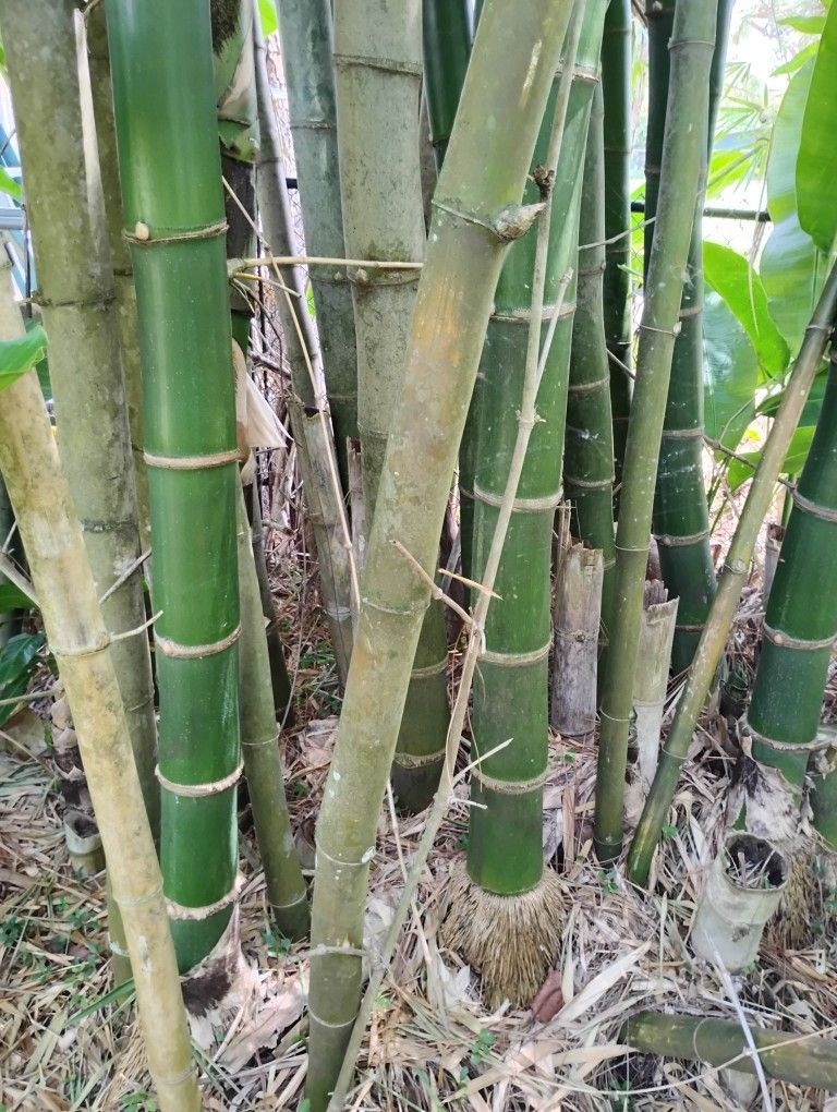 Bamboo Available For Cheap $20