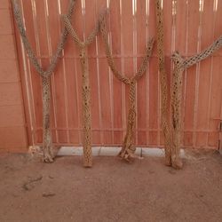 Large Cholla Cactus Skeletons 