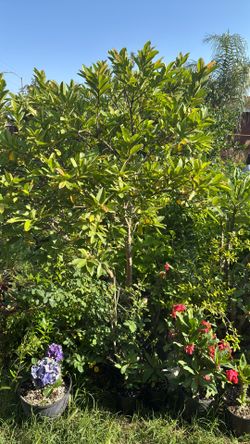 Arbol De Guayaba Blanca 