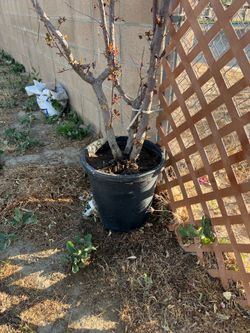 Plum tree