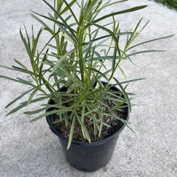 Native Narrowleaf Milkweed