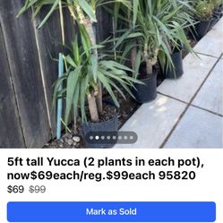 5ft tall Yucca (2 plants in each pot), now$69each/reg.$99each 95820