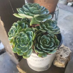 Succulents