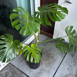 Mature Well Taken Care Of Monstera 