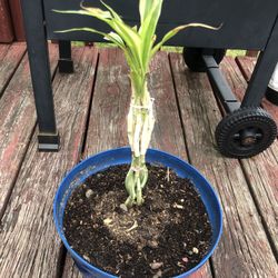 Es una Planta Muy Bonita 