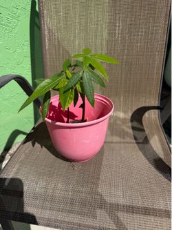 Cacao Plant Two Available at $90 each