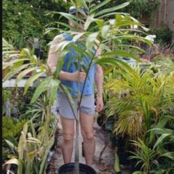 Carpentaria Palm Lanscape Plant Indoor Plant