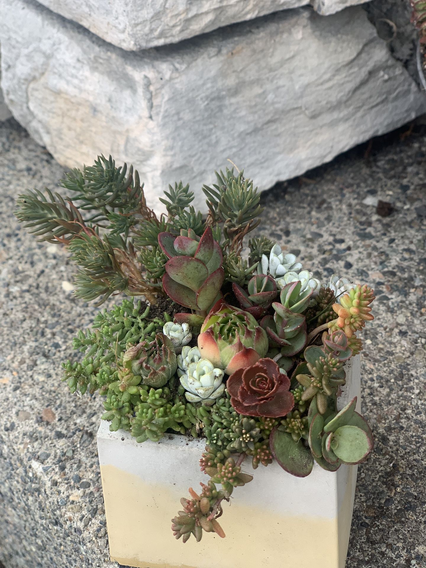 Succulent arrangement in cement Square planter