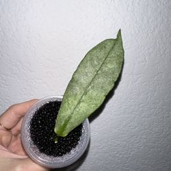 Hoya Coriacea Silver