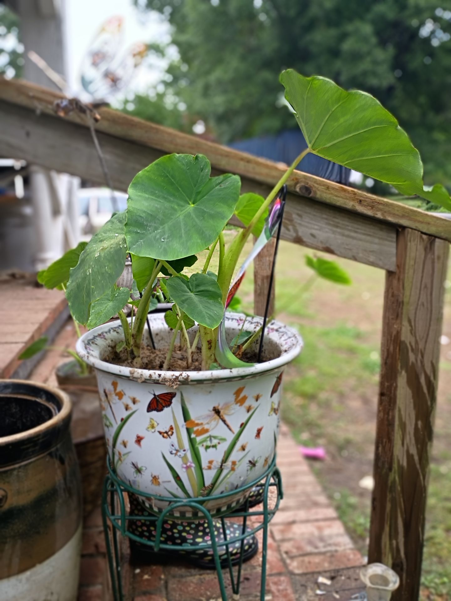 Elephant ears plants