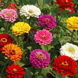 California Giant Zinnias / Zinnias gigantes de California