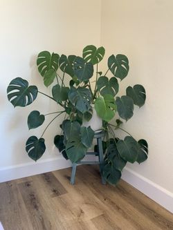 Large Established Healthy Monstera LIVE Plant