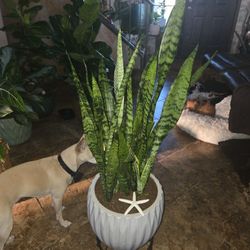 3ft Tall Sansevieria Snake Plants In New Quality Ceramic Pot 