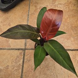 Philodendron Sun Red