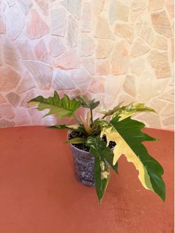 Philodendron Florida Beauty x Tortum Plant - 5inch