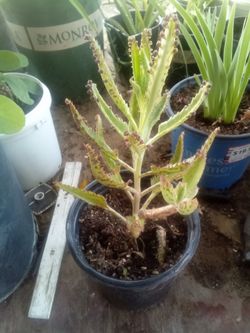 Mother of Thousands Tree Aloe
¡Raro Aloe Árbol con Ramas