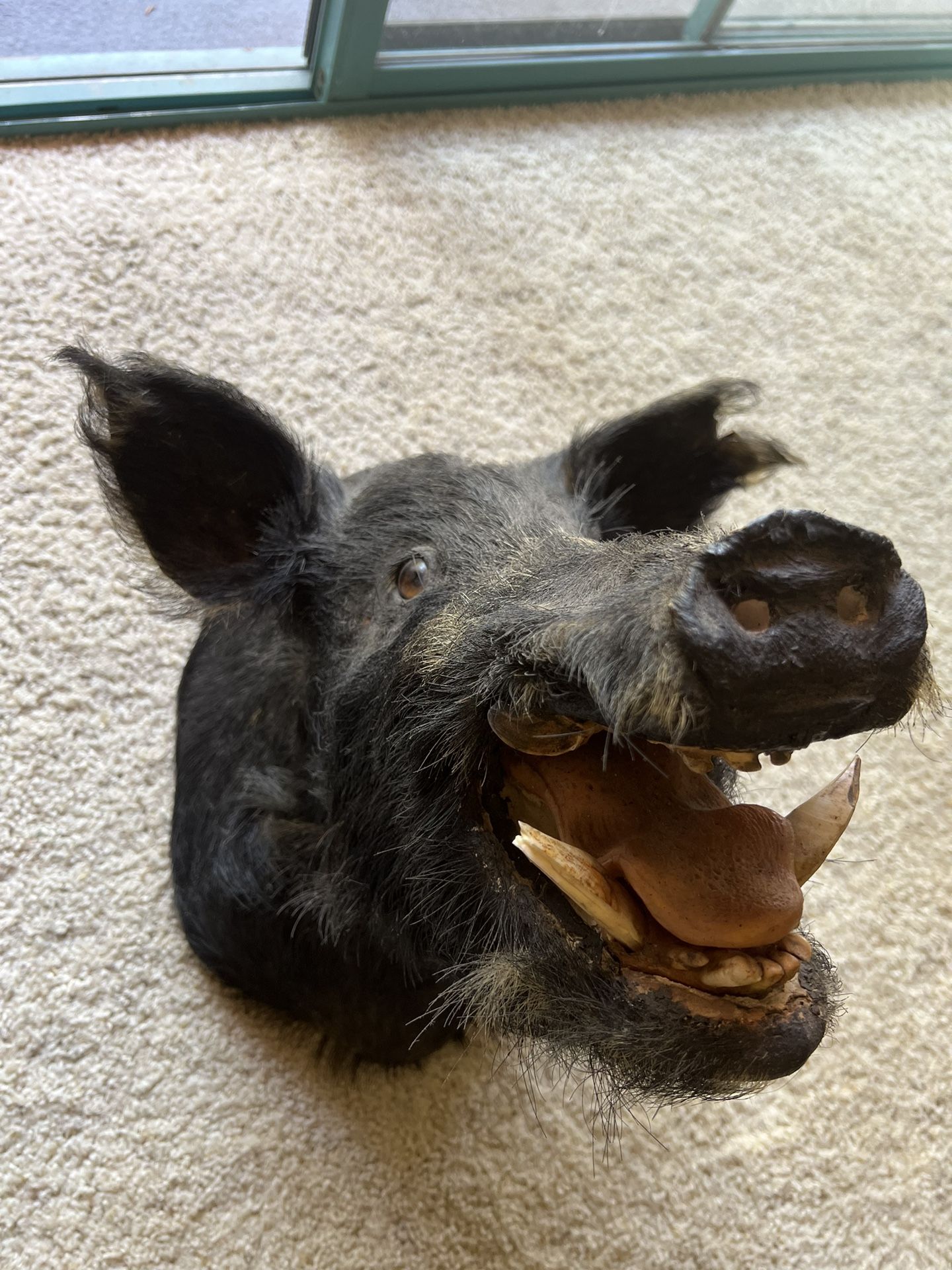 Taxidermy Boar Head