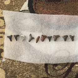 Shark Teeth 
