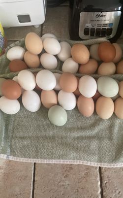 eggs for eating and chiks