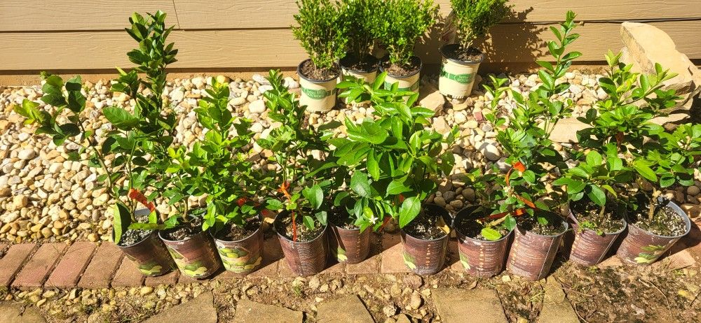 1.5gal Persian Lime Trees $10 EACH